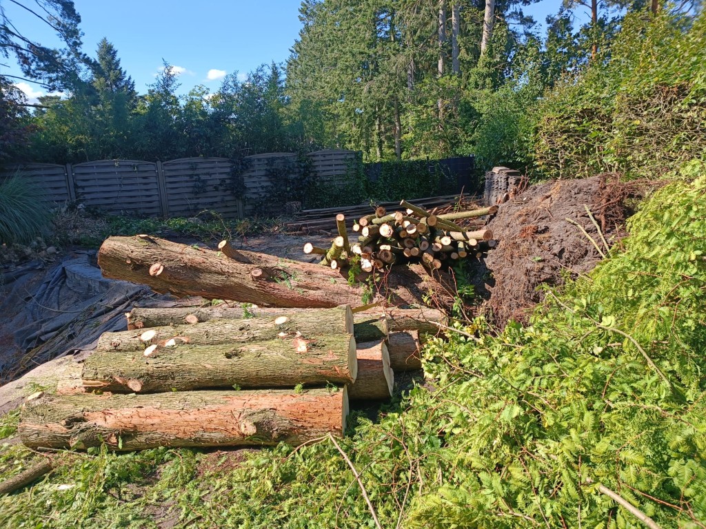 Bäume fällen und beschneiden